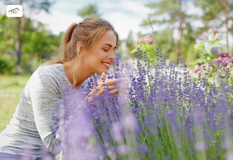 Lavendel im Garten: Die besten Ideen